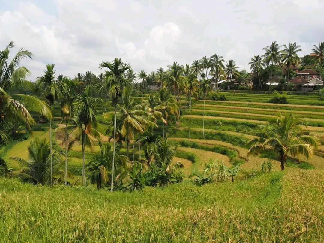 Tereng Wilis Bungalows Tetebatu Exteriör bild