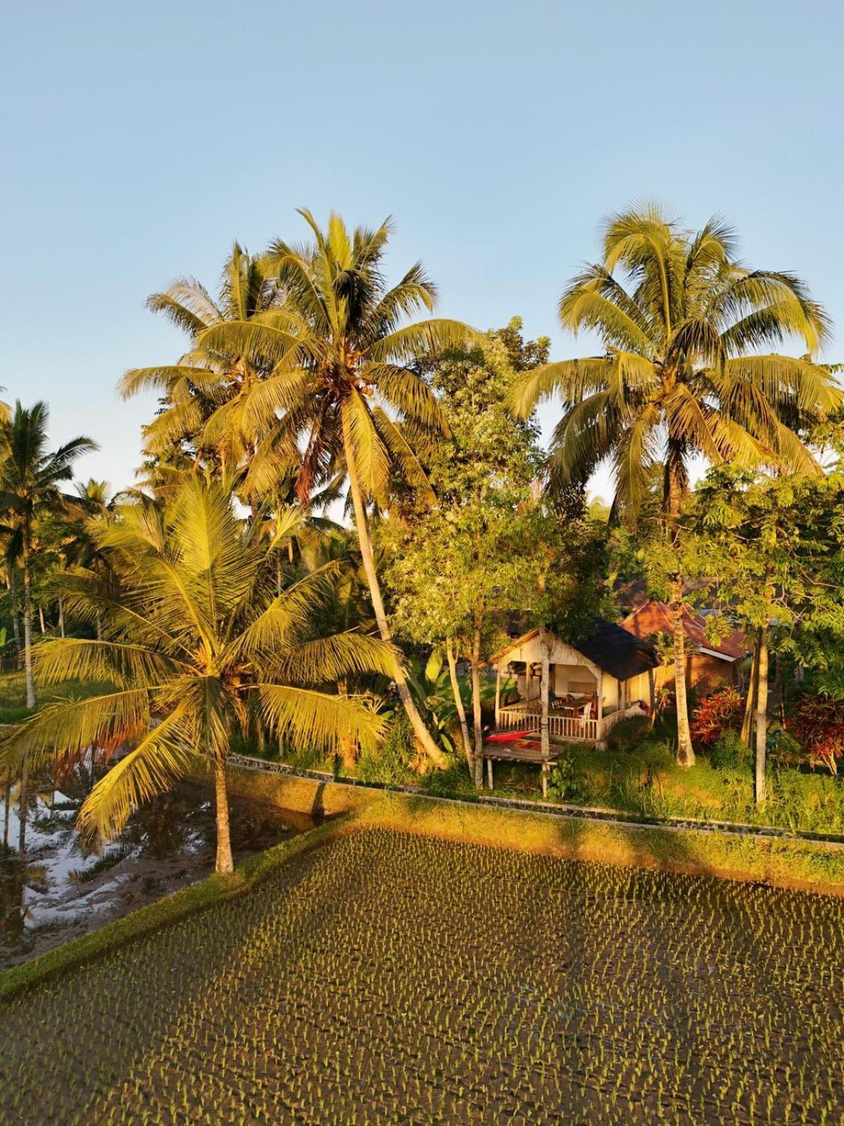Tereng Wilis Bungalows Tetebatu Exteriör bild