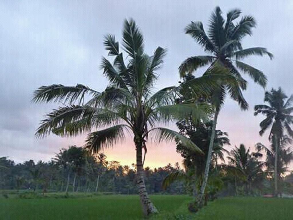 Tereng Wilis Bungalows Tetebatu Exteriör bild