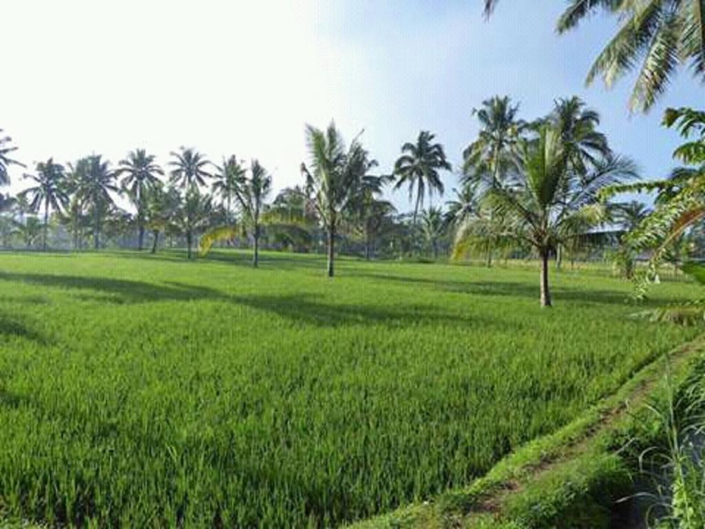 Tereng Wilis Bungalows Tetebatu Exteriör bild