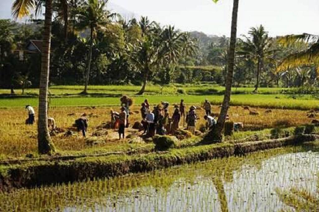 Tereng Wilis Bungalows Tetebatu Exteriör bild